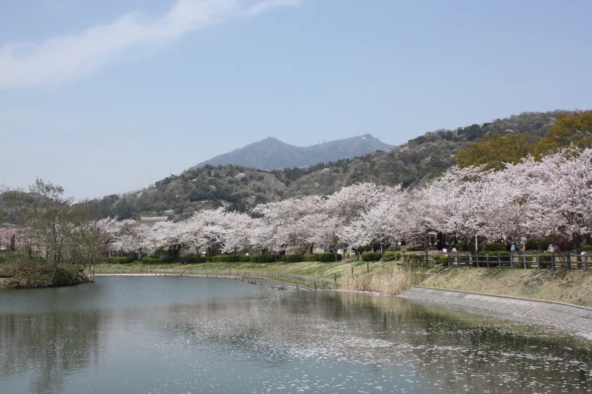 北条大池の桜と筑波山